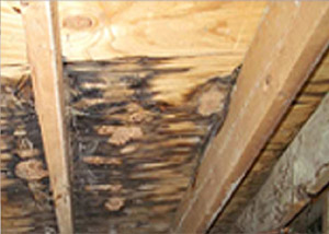 Damage From Roof Leaks