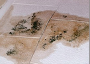 Mold and Mildew Hazards  From Roof Leaks